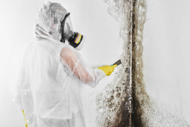 Newton, AL Mold Remediation Company